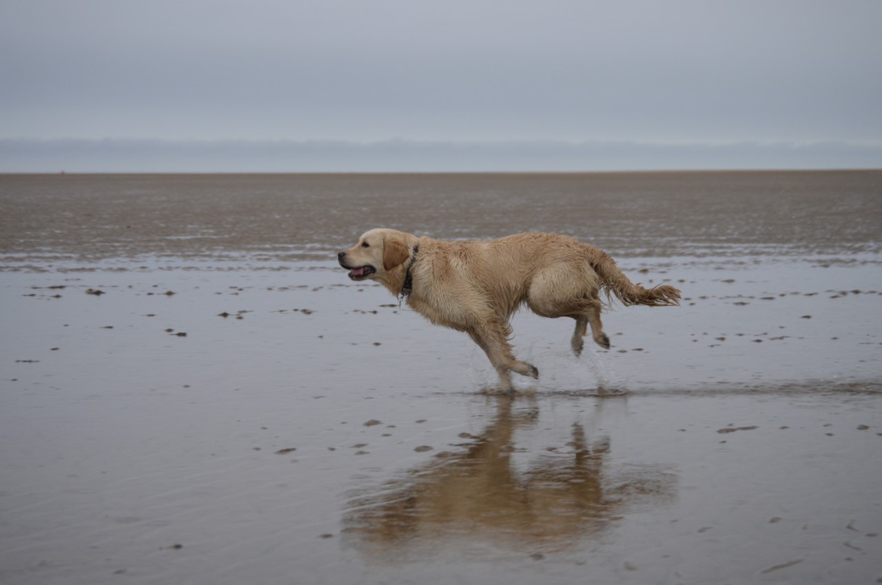 You are currently viewing Hubbards’ Favourite Dog Friendly Beaches in North Norfolk